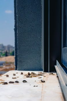 Pigeon droppings on the windowsill. Side View.