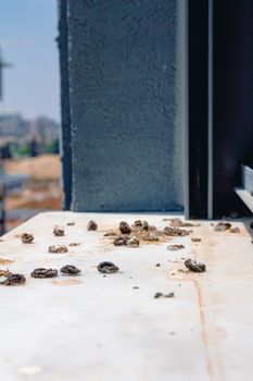 Pigeon droppings on the windowsill. Side View.