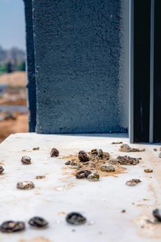 Pigeon droppings on the windowsill. Side View.