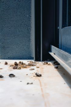 Pigeon droppings on the windowsill. Side View.