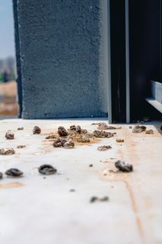 Pigeon droppings on the windowsill. Side View.