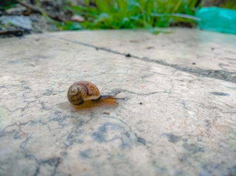 Close up of a snail crawling on a marble surface in the garden after the rain.