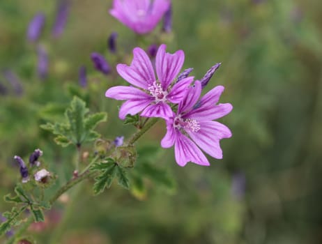 Closeup of Malva sylvestris, common names are common mallow, cheeses, high mallow or tall mallow, blooming in the summer season