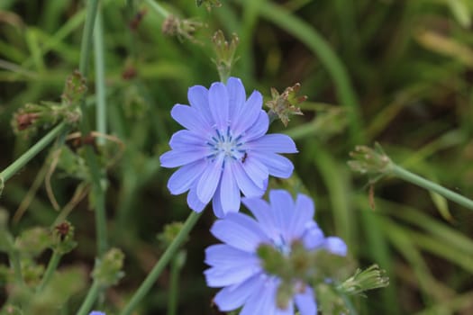 close up of Common chicory flower, (Cichorium intybus) blooming in the summer season
