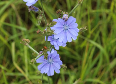 close up of Common chicory flower, (Cichorium intybus) blooming in the summer season