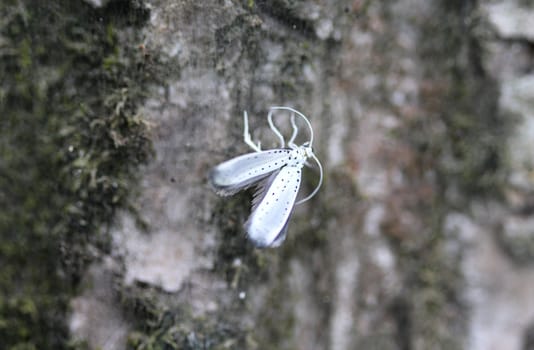 close up of bird-cherry ermine (Yponomeuta evonymella)