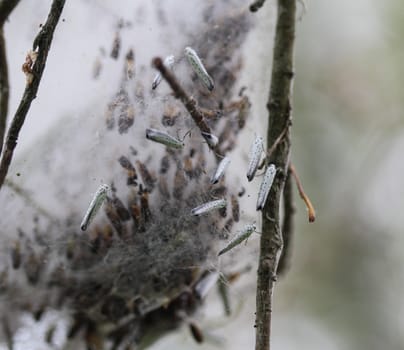 close up of bird-cherry ermine (Yponomeuta evonymella)
