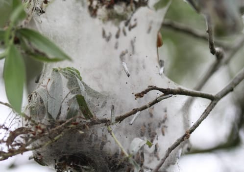 close up of bird-cherry ermine (Yponomeuta evonymella)