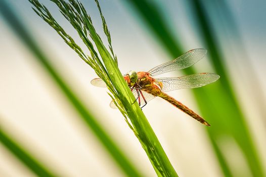 Dragonfly Sympetrum close-up sitting on the grassand looking at the camera