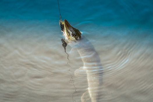 Spinning pike caught on a spoon in his mouth out of the water