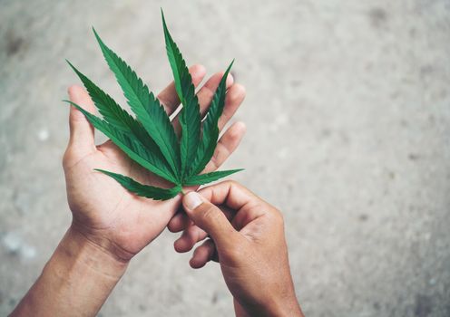 Hand holding marijuana leaf ( Cannabis sativa indica )