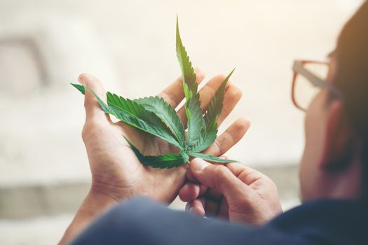 Hand holding marijuana leaf ( Cannabis sativa indica )