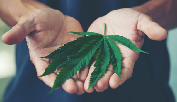 Hand holding marijuana leaf ( Cannabis sativa indica )