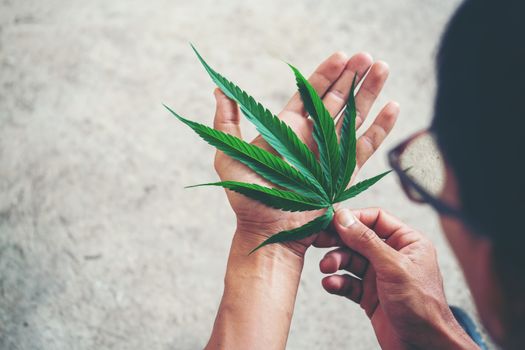 Hand holding marijuana leaf ( Cannabis sativa indica )