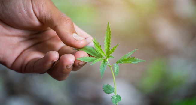 Hand holding marijuana leaf ( Cannabis sativa indica )