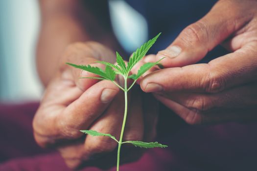 Hand holding marijuana leaf ( Cannabis sativa indica )