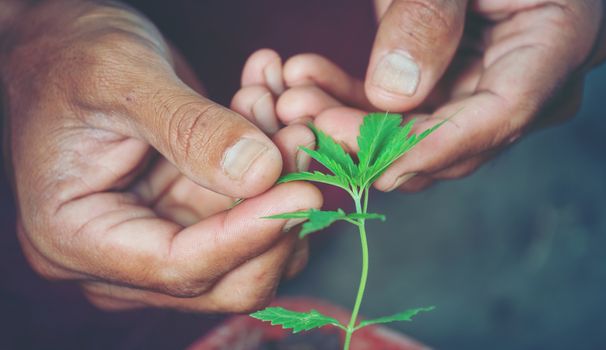 Hand holding marijuana leaf ( Cannabis sativa indica )