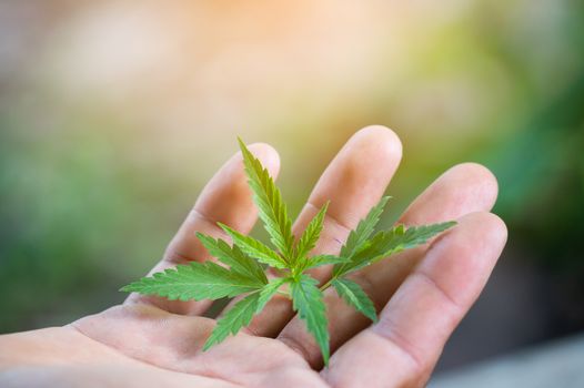 Hand holding marijuana leaf ( Cannabis sativa indica )