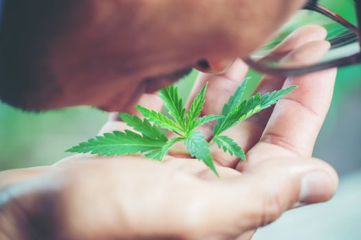 Hand holding marijuana leaf ( Cannabis sativa indica )