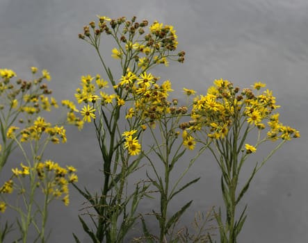 Close up of Jacobaea erucifolia or hoary ragwort flower (Senecio erucifolius) blooming in spring