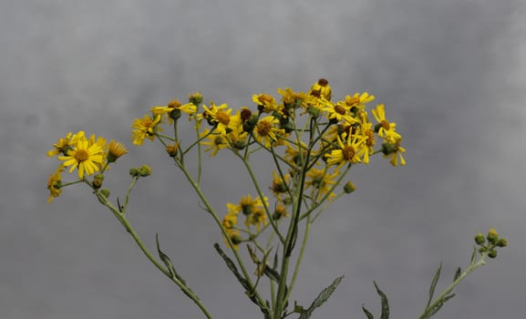 Close up of Jacobaea erucifolia or hoary ragwort flower (Senecio erucifolius) blooming in spring