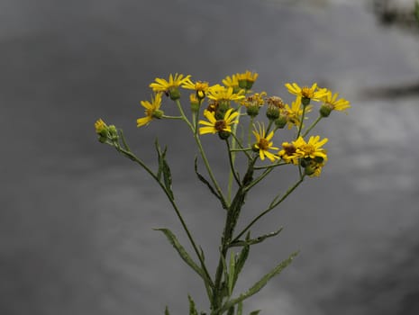 Close up of Jacobaea erucifolia or hoary ragwort flower (Senecio erucifolius) blooming in spring