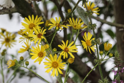 Close up of Jacobaea erucifolia or hoary ragwort flower (Senecio erucifolius) blooming in spring