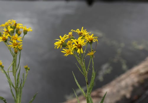 Close up of Jacobaea erucifolia or hoary ragwort flower (Senecio erucifolius) blooming in spring