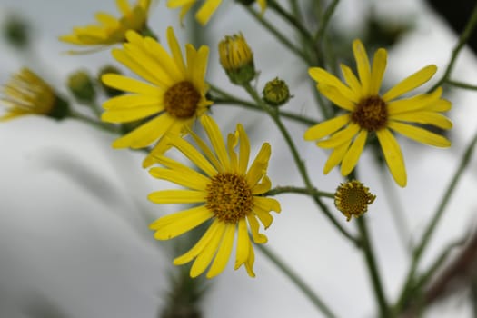 Close up of Jacobaea erucifolia or hoary ragwort flower (Senecio erucifolius) blooming in spring