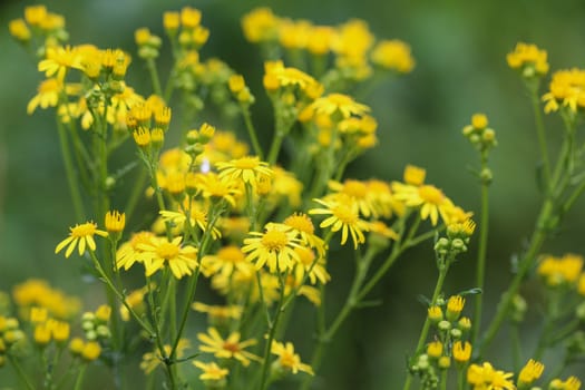 Close up of Jacobaea erucifolia or hoary ragwort flower (Senecio erucifolius) blooming in spring