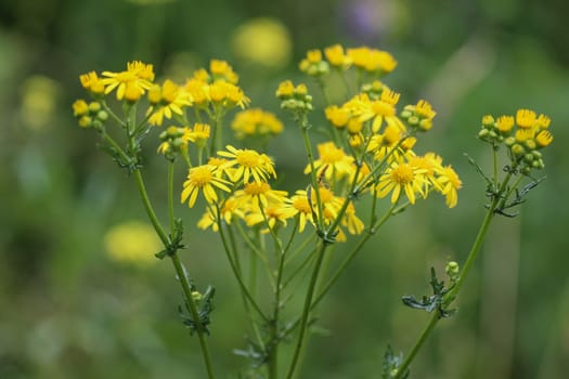 Close up of Jacobaea erucifolia or hoary ragwort flower (Senecio erucifolius) blooming in spring