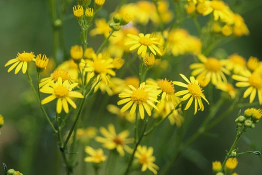 Close up of Jacobaea erucifolia or hoary ragwort flower (Senecio erucifolius) blooming in spring