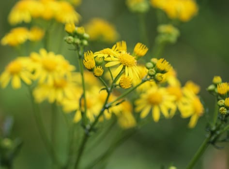 Close up of Jacobaea erucifolia or hoary ragwort flower (Senecio erucifolius) blooming in spring