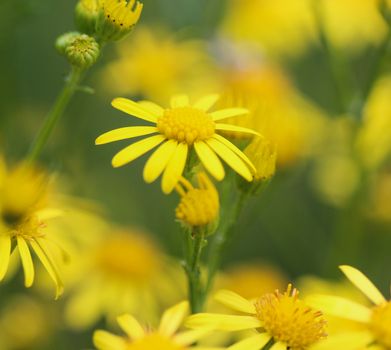 Close up of Jacobaea erucifolia or hoary ragwort flower (Senecio erucifolius) blooming in spring