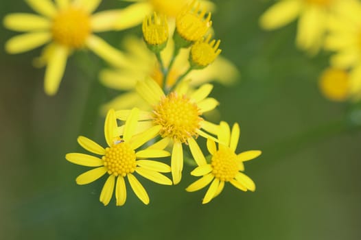 Close up of Jacobaea erucifolia or hoary ragwort flower (Senecio erucifolius) blooming in spring