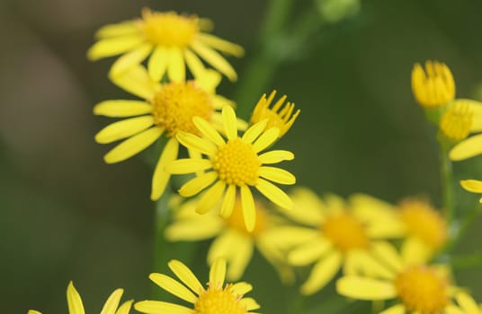 Close up of Jacobaea erucifolia or hoary ragwort flower (Senecio erucifolius) blooming in spring