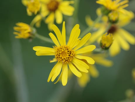 Close up of Jacobaea erucifolia or hoary ragwort flower (Senecio erucifolius) blooming in spring