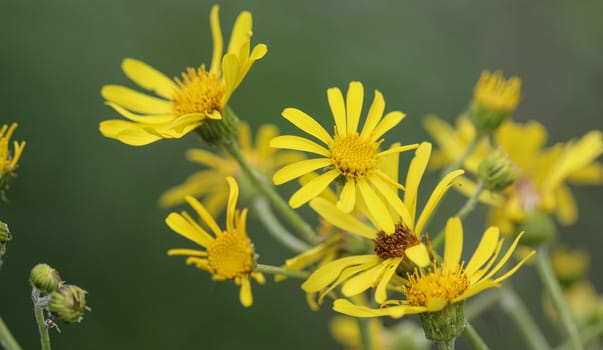 Close up of Jacobaea erucifolia or hoary ragwort flower (Senecio erucifolius) blooming in spring