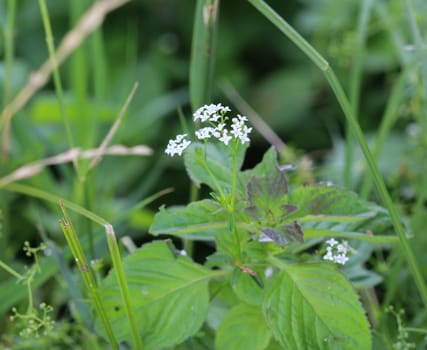 close up of Galium palustre, the common marsh bedstraw or simply marsh-bedstraw flower