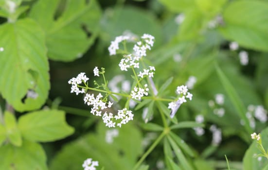 close up of Galium palustre, the common marsh bedstraw or simply marsh-bedstraw flower