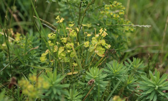 close up of Blooming Euphorbia cyparissias, the cypress spurge plant in spring