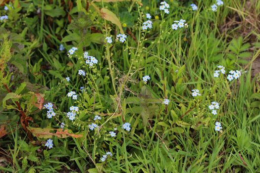 close up of Myosotis scorpioides, the true forget-me-not, water forget-me-not flower