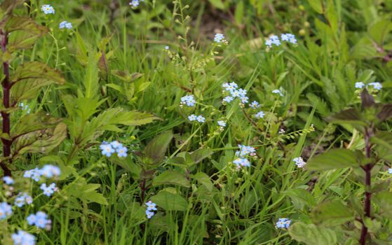 close up of Myosotis scorpioides, the true forget-me-not, water forget-me-not flower