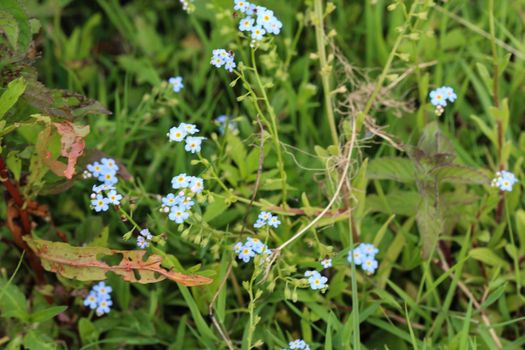 close up of Myosotis scorpioides, the true forget-me-not, water forget-me-not flower