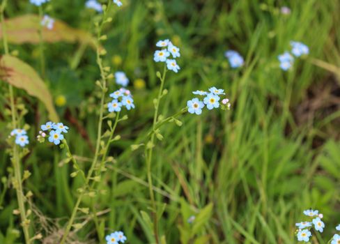 close up of Myosotis scorpioides, the true forget-me-not, water forget-me-not flower