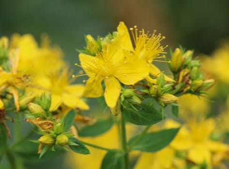 close up of Hypericum perforatum, known as perforate St John's-wort, common Saint John's wort and St John's wort flower