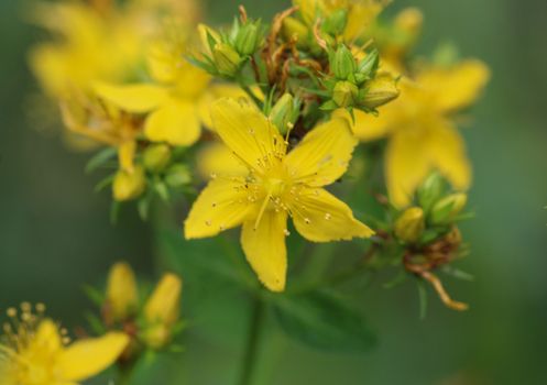 close up of Hypericum perforatum, known as perforate St John's-wort, common Saint John's wort and St John's wort flower