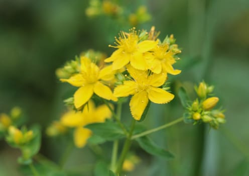 close up of Hypericum perforatum, known as perforate St John's-wort, common Saint John's wort and St John's wort flower