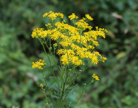 close up of Hypericum perforatum, known as perforate St John's-wort, common Saint John's wort and St John's wort flower