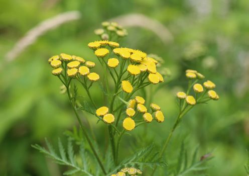 close up of Tansy (Tanacetum vulgare), also known as common tansy, bitter buttons, cow bitter, or golden buttons